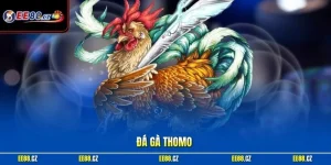Đá gà Thomo