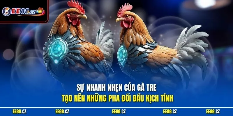 Sự nhanh nhẹn của gà tre tạo nên những pha đối đầu kịch tính